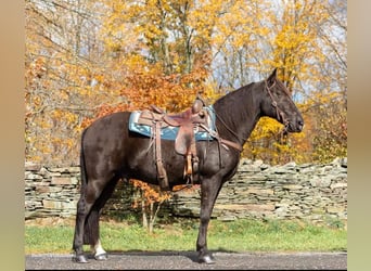 Tennessee walking horse, Ruin, 15 Jaar, 150 cm, Zwart