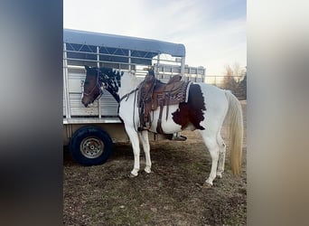 Tennessee walking horse, Ruin, 15 Jaar, 157 cm