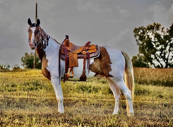 Tennessee walking horse, Ruin, 15 Jaar, 157 cm
