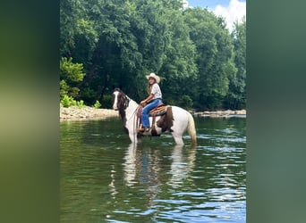 Tennessee walking horse, Ruin, 15 Jaar, 157 cm