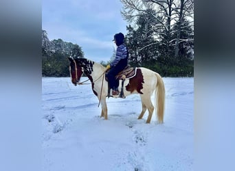 Tennessee walking horse, Ruin, 15 Jaar, 157 cm