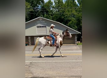 Tennessee walking horse, Ruin, 15 Jaar, 157 cm