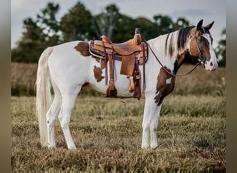 Tennessee walking horse, Ruin, 15 Jaar, 157 cm