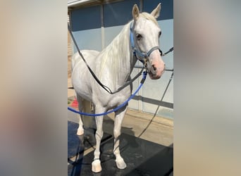 Tennessee walking horse, Ruin, 15 Jaar, 163 cm, Wit