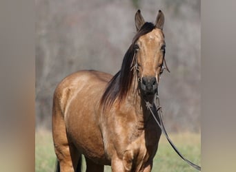 Tennessee walking horse, Ruin, 15 Jaar, Buckskin