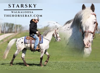 Tennessee walking horse Mix, Ruin, 16 Jaar, 147 cm, Vliegenschimmel