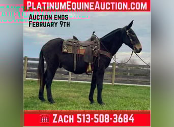 Tennessee walking horse, Ruin, 16 Jaar, 150 cm, Zwart