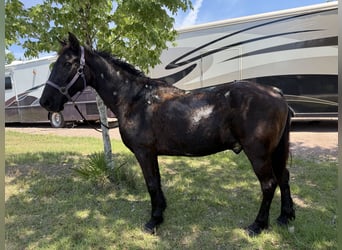 Tennessee walking horse, Ruin, 20 Jaar, Zwart