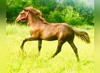 Tennessee walking horse, Ruin, 2 Jaar, 128 cm, Zwart