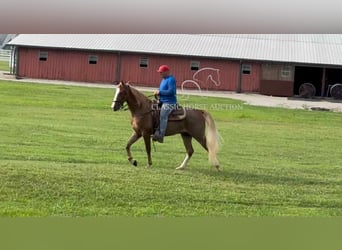 Tennessee walking horse, Ruin, 2 Jaar, 142 cm, Roodvos