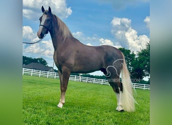 Tennessee walking horse, Ruin, 2 Jaar, 142 cm, Roodvos