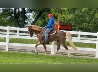 Tennessee walking horse, Ruin, 2 Jaar, 142 cm, Roodvos