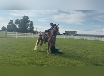 Tennessee walking horse, Ruin, 2 Jaar, 142 cm, Roodvos