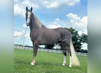 Tennessee walking horse, Ruin, 2 Jaar, 142 cm, Roodvos