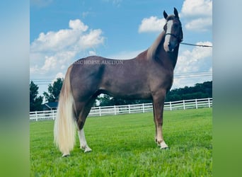 Tennessee walking horse, Ruin, 2 Jaar, 142 cm, Roodvos