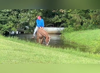 Tennessee walking horse, Ruin, 2 Jaar, 142 cm, Roodvos