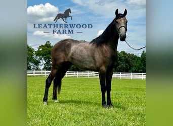 Tennessee walking horse, Ruin, 2 Jaar, 142 cm, Schimmel
