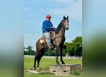 Tennessee walking horse, Ruin, 2 Jaar, 142 cm, Schimmel