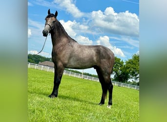 Tennessee walking horse, Ruin, 2 Jaar, 142 cm, Schimmel