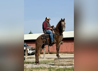 Tennessee walking horse, Ruin, 2 Jaar, 142 cm, Schimmel