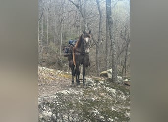 Tennessee walking horse, Ruin, 2 Jaar, 142 cm, Schimmel