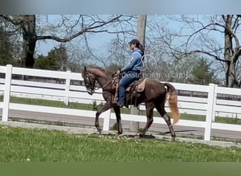 Tennessee walking horse, Ruin, 2 Jaar, 142 cm, Schimmel