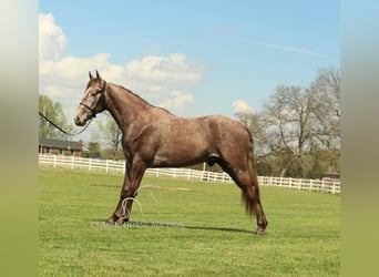 Tennessee walking horse, Ruin, 2 Jaar, 142 cm, Schimmel