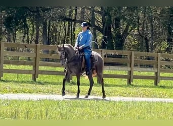 Tennessee walking horse, Ruin, 2 Jaar, 142 cm, Schimmel