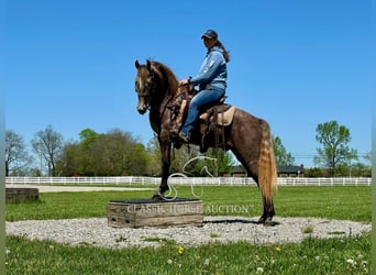 Tennessee walking horse, Ruin, 2 Jaar, 142 cm, Schimmel