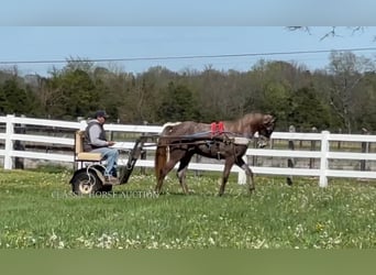 Tennessee walking horse, Ruin, 2 Jaar, 142 cm, Schimmel