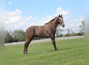 Tennessee walking horse, Ruin, 2 Jaar, 142 cm, Schimmel