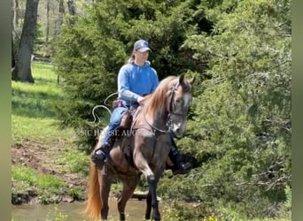 Tennessee walking horse, Ruin, 2 Jaar, 142 cm, Schimmel