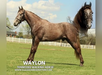 Tennessee walking horse, Ruin, 2 Jaar, 142 cm, Schimmel