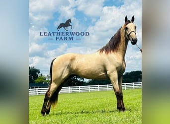Tennessee walking horse, Ruin, 2 Jaar, 152 cm, Buckskin