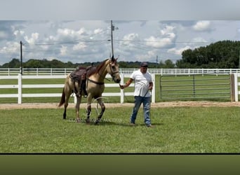 Tennessee walking horse, Ruin, 2 Jaar, 152 cm, Buckskin