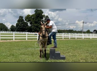 Tennessee walking horse, Ruin, 2 Jaar, 152 cm, Buckskin