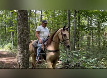 Tennessee walking horse, Ruin, 2 Jaar, 152 cm, Buckskin