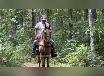Tennessee walking horse, Ruin, 2 Jaar, 152 cm, Buckskin