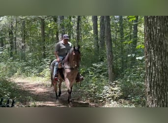 Tennessee walking horse, Ruin, 2 Jaar, 152 cm, Roodbruin