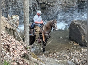 Tennessee walking horse, Ruin, 2 Jaar, 152 cm, Schimmel