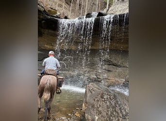Tennessee walking horse, Ruin, 2 Jaar, 152 cm, Schimmel