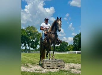 Tennessee walking horse, Ruin, 2 Jaar, 152 cm, Schimmel