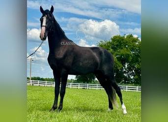 Tennessee walking horse, Ruin, 2 Jaar, 152 cm, Zwart