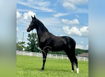 Tennessee walking horse, Ruin, 2 Jaar, 152 cm, Zwart