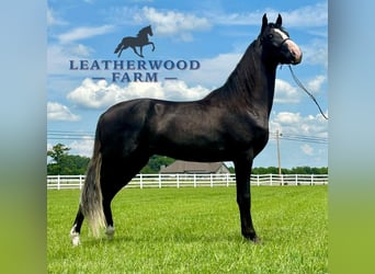 Tennessee walking horse, Ruin, 2 Jaar, 152 cm, Zwart