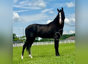 Tennessee walking horse, Ruin, 2 Jaar, 152 cm, Zwart