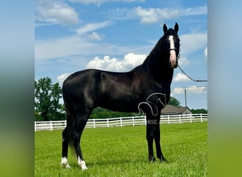Tennessee walking horse, Ruin, 2 Jaar, 152 cm, Zwart