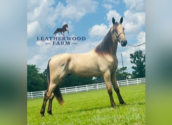 Tennessee walking horse, Ruin, 2 Jaar, 163 cm, Buckskin