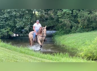 Tennessee walking horse, Ruin, 2 Jaar, 163 cm, Buckskin