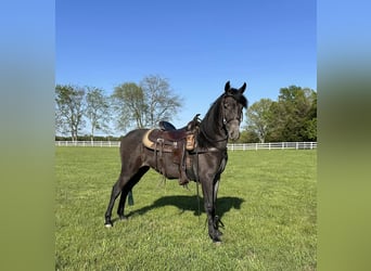 Tennessee walking horse, Ruin, 3 Jaar, 152 cm, Roan-Blue